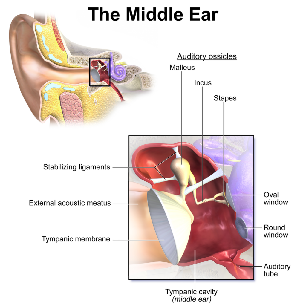 The middle ear, including the parts used for hearing.