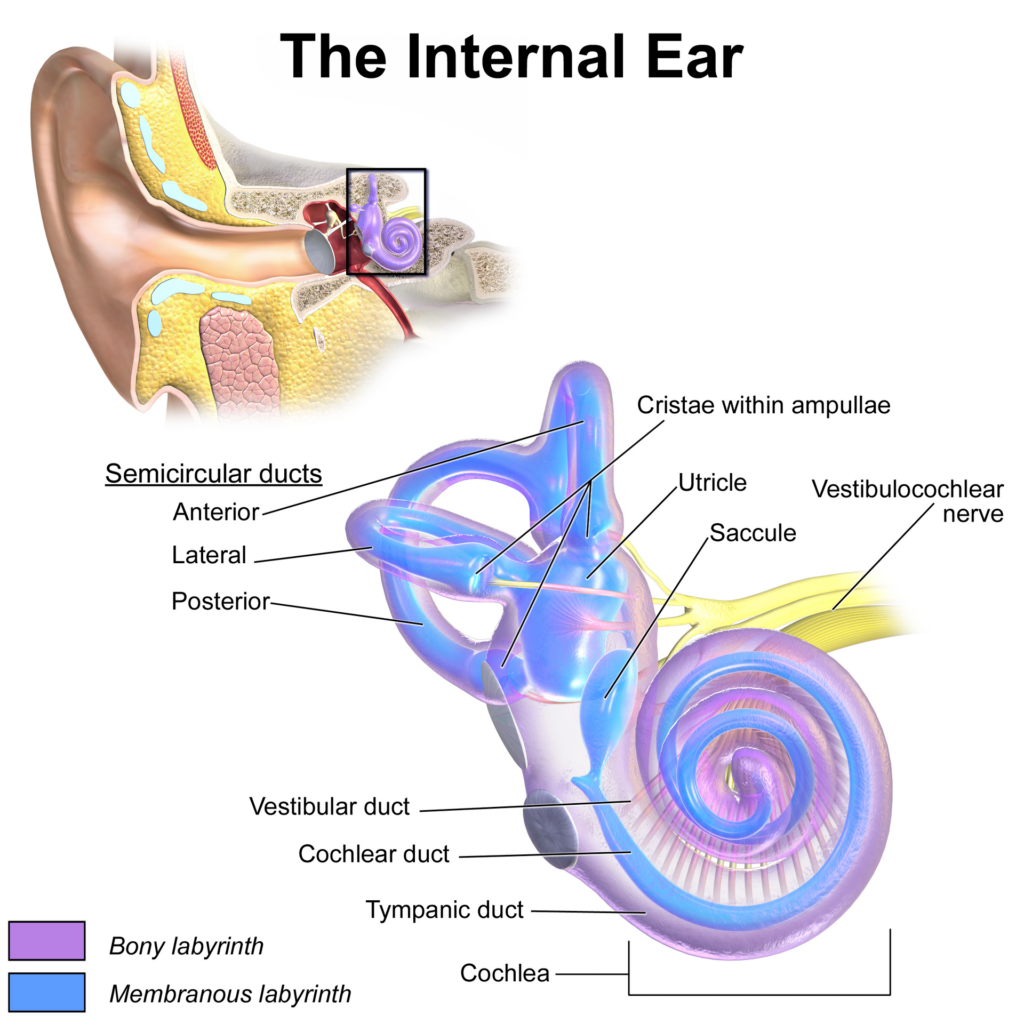 The inner ear including the cochlea.