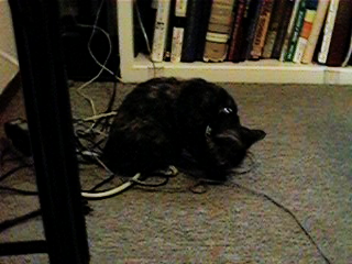 [Kitten]