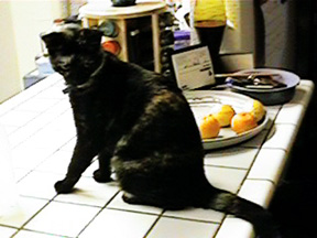 [young cat]