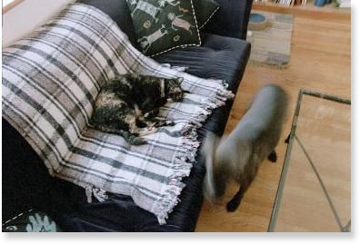 [ignoring the dog]