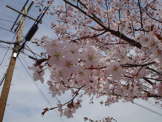 DSC00239.JPG