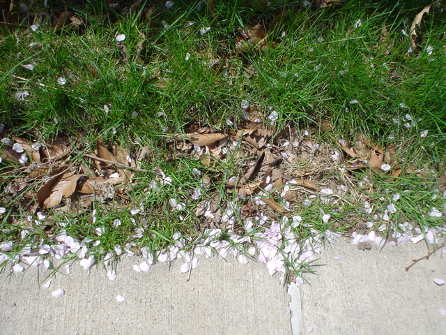 DSC00285.JPG