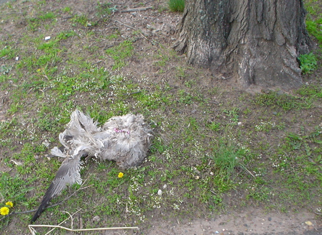 DSC00286.JPG