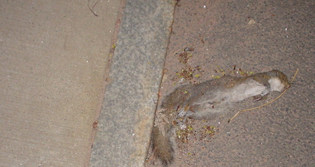 DSC00353.JPG