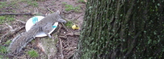 DSC00199.JPG