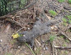 DSC00207.JPG