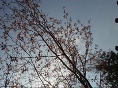 DSC00210.JPG