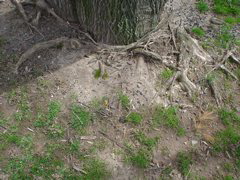 DSC00235.JPG