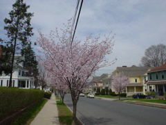 DSC00237.JPG