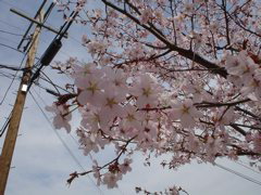 DSC00239.JPG