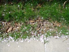DSC00285.JPG