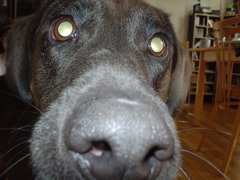 DSC00311.JPG