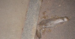 DSC00353.JPG