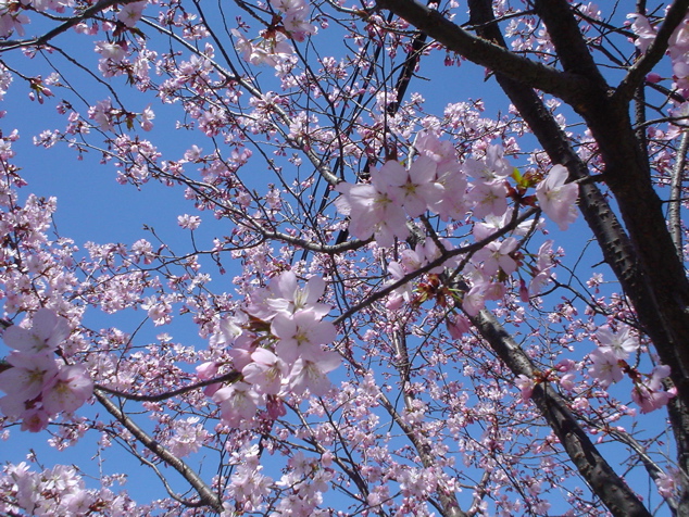 DSC02929.JPG