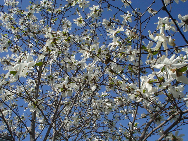 DSC02938.JPG