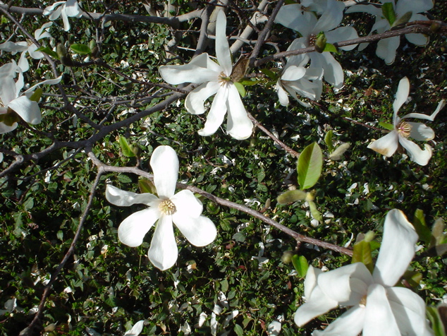 DSC02939.JPG
