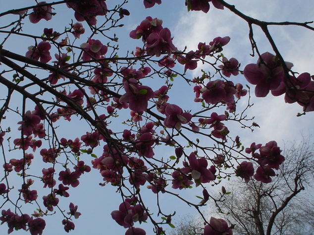 DSC02987.JPG