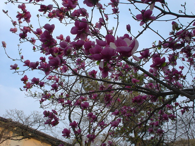 DSC02988.JPG