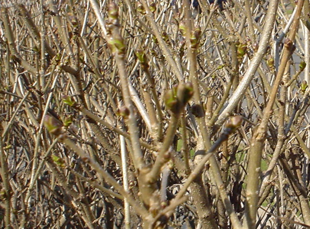 DSC02817.JPG