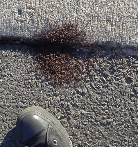 DSC02870.JPG
