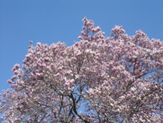 DSC02933.JPG