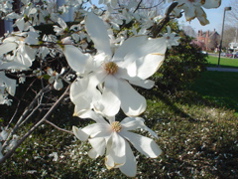 DSC02937.JPG