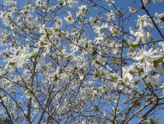 DSC02938.JPG