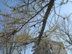 DSC02945.JPG