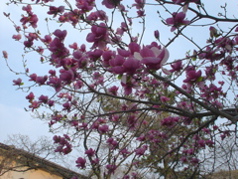DSC02988.JPG