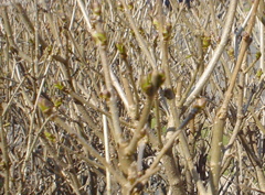 DSC02817.JPG