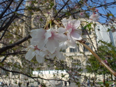 [Flowers by St. Eustache in Paris]