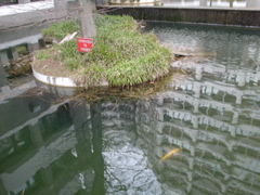 DSC05728.JPG