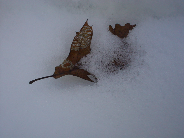 DSC02478.JPG