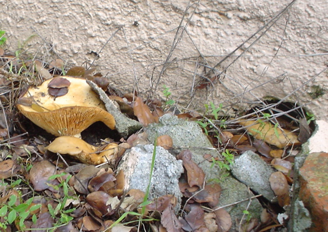 DSC02506.JPG