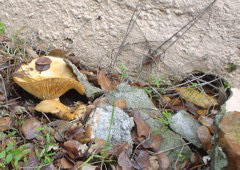 DSC02506.JPG