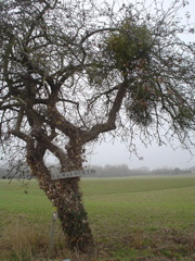 DSC03976.JPG