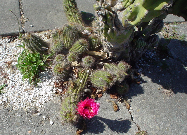 DSC00933.JPG