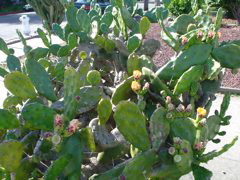DSC00932.JPG