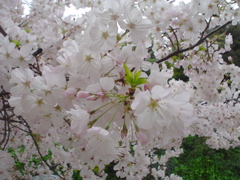 DSC02693.JPG
