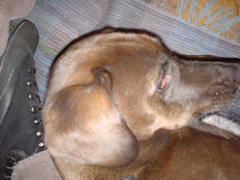 DSC00390.JPG