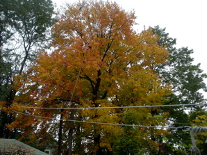 DSC02003.JPG
