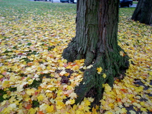 DSC02006.JPG