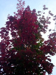 DSC01831.JPG
