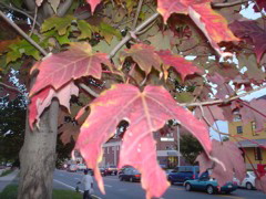 DSC01832.JPG