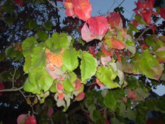 DSC01834.JPG